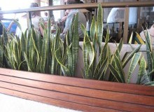 Kwikfynd Plants
molangul