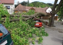 Kwikfynd Tree Cutting Services
molangul