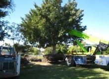 Kwikfynd Tree Management Services
molangul