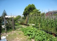 Kwikfynd Vegetable Gardens
molangul